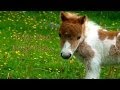 Miniature de la vidéo de la chanson Wild Pony