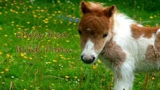 Miniatura de vídeo de "Chris Rea - Wild Pony (Blue Guitars,Country Blues)"