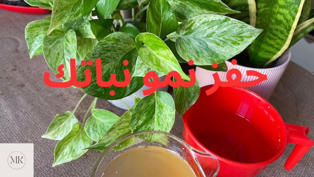 طريقه عمل سماد منزلي🪴غني بالعناصر ،لنبات صحي و سريع النمو و جذور قوية🪴