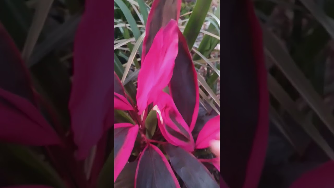 Greenhouse collection after mega freeze