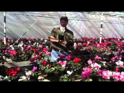 Video: Cyclamen (58 Fotos): Hvad Er Det, Og Hvordan Ser Det Ud? Egenskaber Ved Blomsterpleje. Beskrivelse Af Terry, Ivy Og Andre Typer