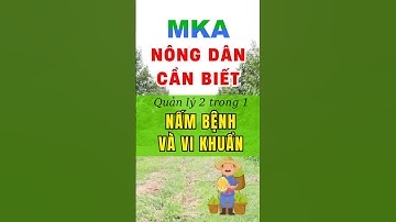 Mùa mưa phun thuốc gì quản lý cả nấm và vi khuẩn? Dosuka MKA gốc đồng kết hợp kháng sinh