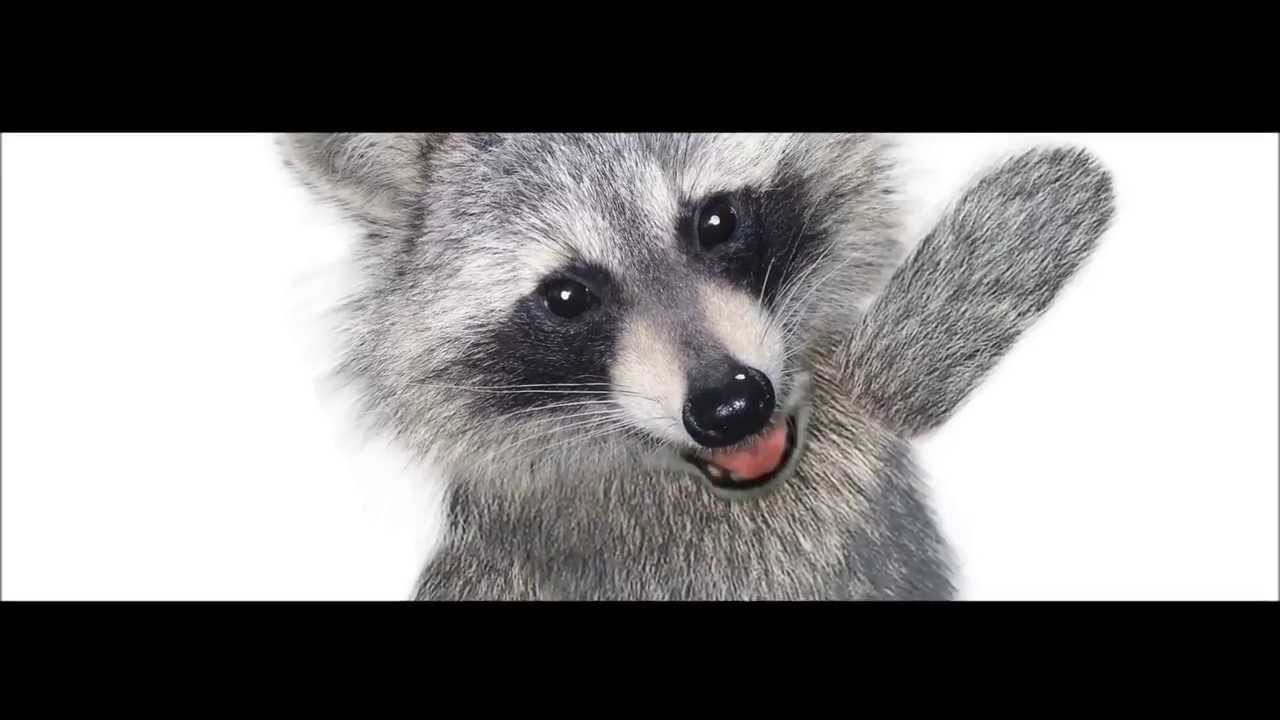 Raccoon Dick 82