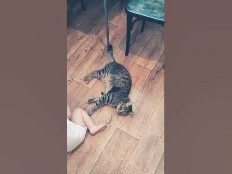 Кот боксер против мелкого котобоя..))) - YouTube
