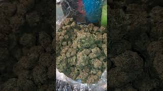 garlic kush