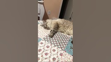 Lazy cat sleeps on Bed  Short Video