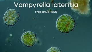 Vampyrella lateritia amoeba