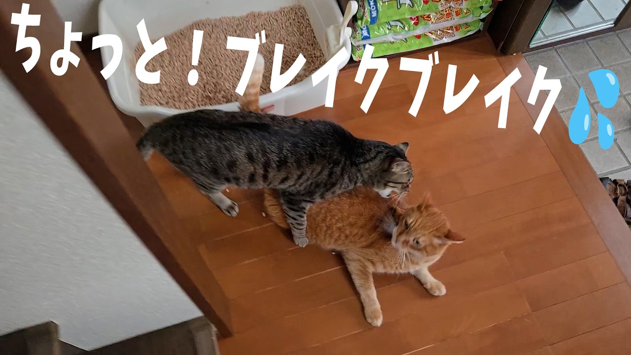 Upstairs Kuro Switch 【Life with 4 Cats 1579s】 - YouTube