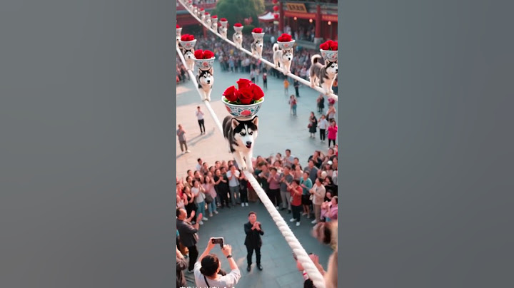 "The tightrope troupe that stole everyone’s heart – one paw at a time!"#shortvideo