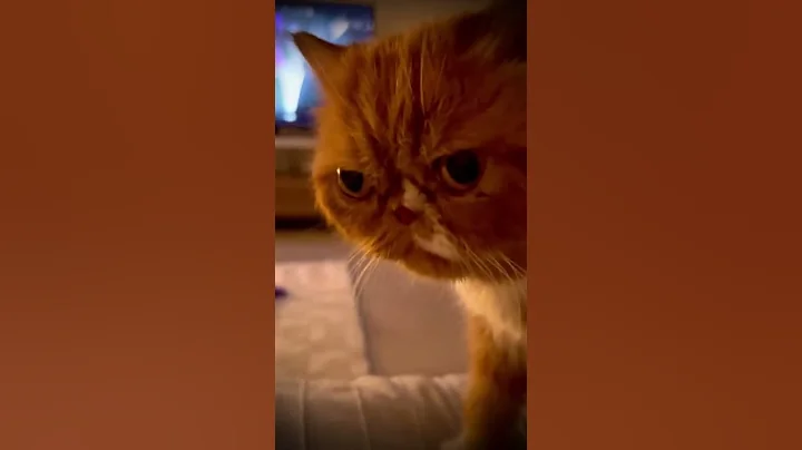 Video 6070801: persiancat cat, cats feline fun, little feline