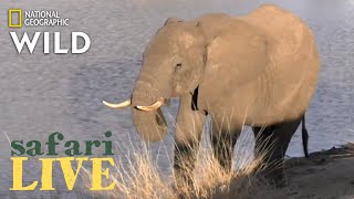 Safari Live - Day 191 | Nat Geo Wild