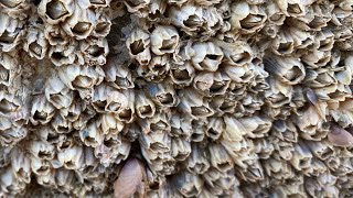 Barnacles removal satisfying ASMR (episode 561)