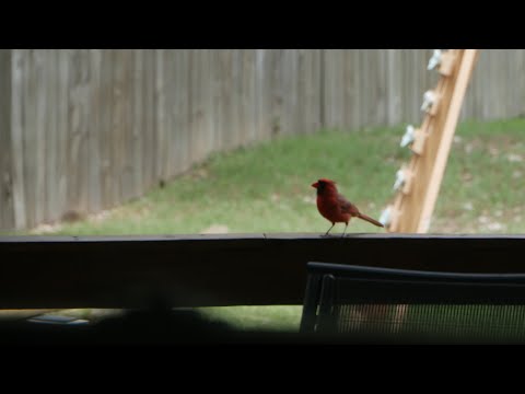 Cardinal Birdhouse / Platform