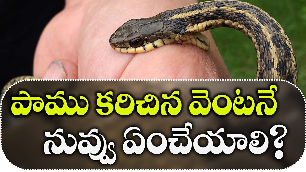 What to do immediately if you get bitten by a snake | First Aid for Snake Bite || Dr . Jeevan Reddy