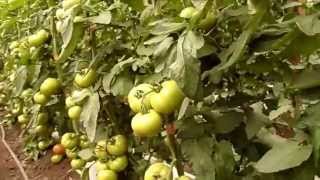 Video Tomate Conquistador de Sakata, Otono 2013 El Guindo, Quillota