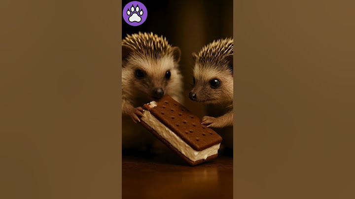 🦔🍦 “Why Doesn’t Mom Buy Us These” #HedgehogSnackTime