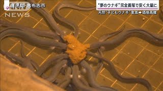 ウナギ価格高騰で期待される完全養殖“夢のウナギ”大量生産目指す研究所を独自取材【サンデーステーション】(2024年3月3日)