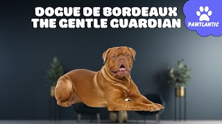 Dogue de Bordeaux: The Gentle Guardian  Characteristics and Training Guide