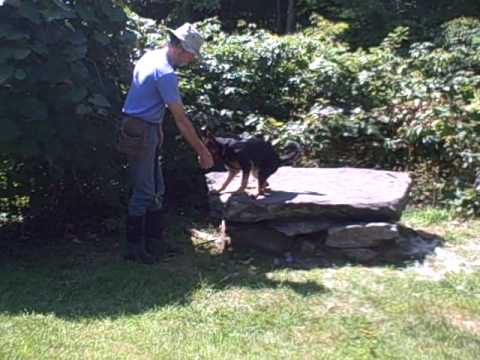 Natural Dog Training Kevin Behan Training Hero