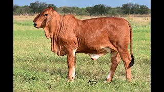 MORENO MS. LADY RETURN TO RUFUS 550/3