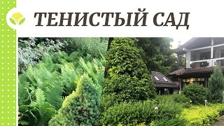 Тенистый сад