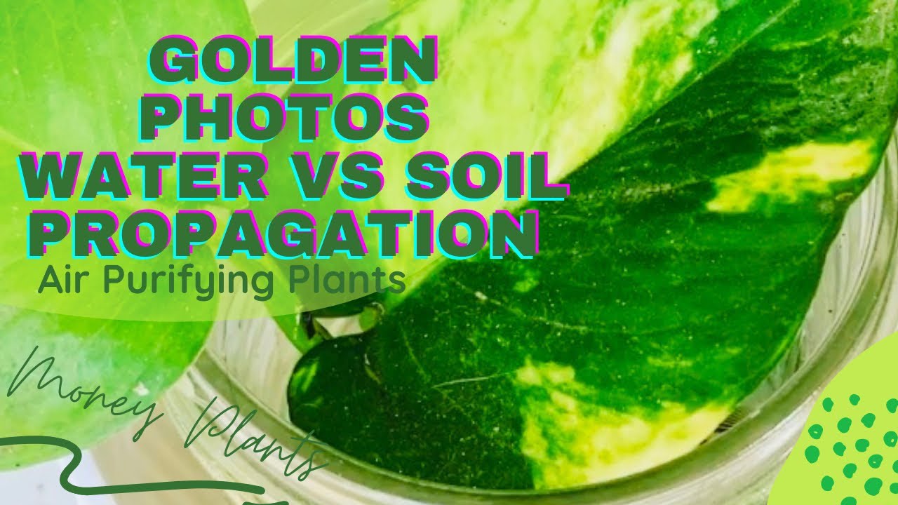 PHOTOS PLANTS | MONEY PLANT | WATER PROPAGATION VS SOIL PROPAGATION