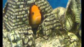 Аквариум - Аквариумные рыбки - Цихлиды Малави(Цихлиды привлекают аквариумистов своим разнообразием форм и цветовых расцветок. Цихлиды в основной своей..., 2010-12-09T10:46:16.000Z)