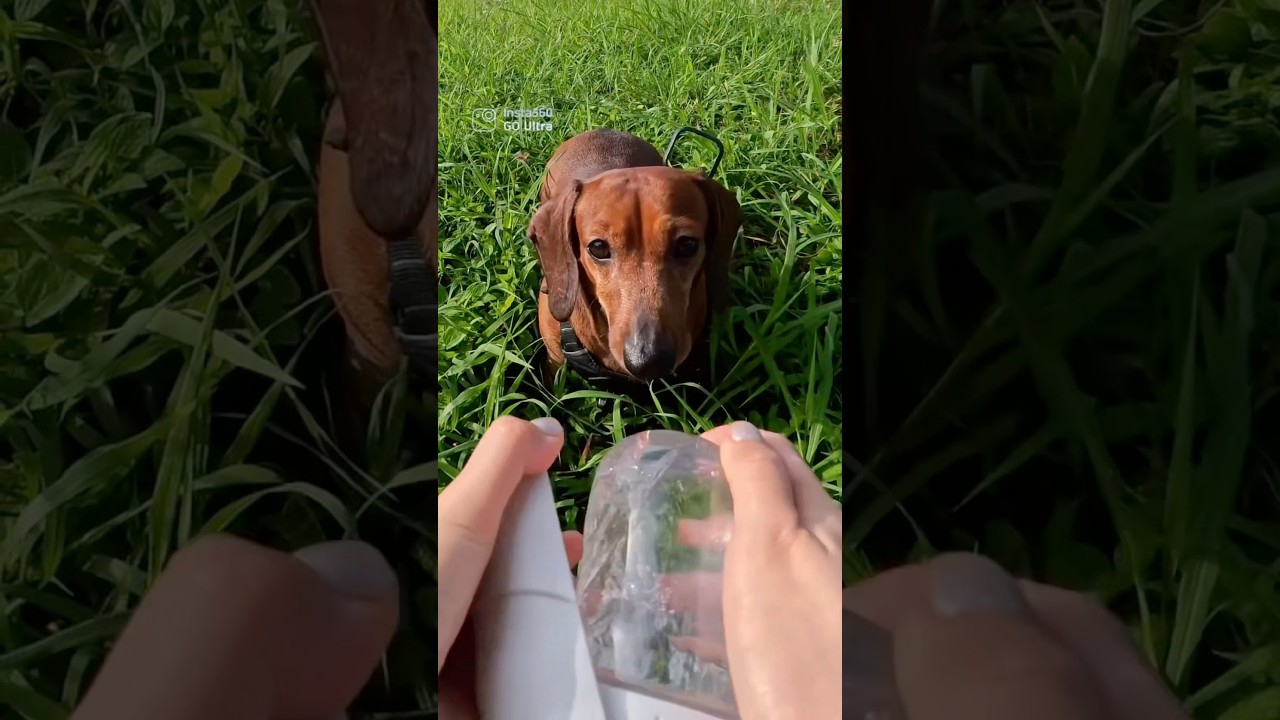 Поверьте, ей очень нравится это делать @insta360 