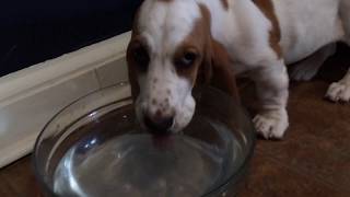 Rough Play  Basset Hound Puppies  Franklin and Mabel