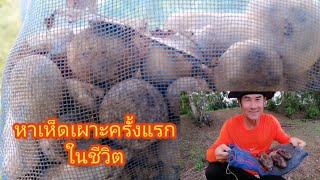 หา​เห็ด​เผาะ​ครั้งแรก​ใน​ชีวิต​#หาเห็ดเผาะ