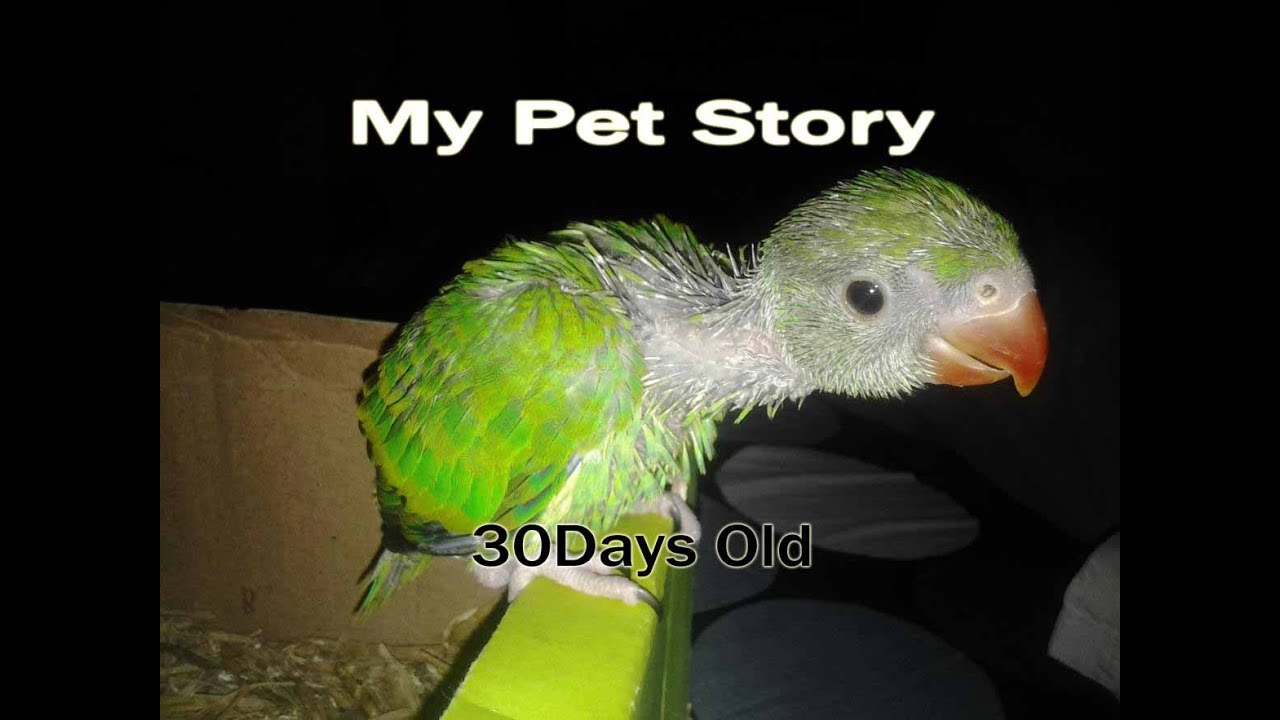 Ringneck Parrot 30days old My Pet Story 