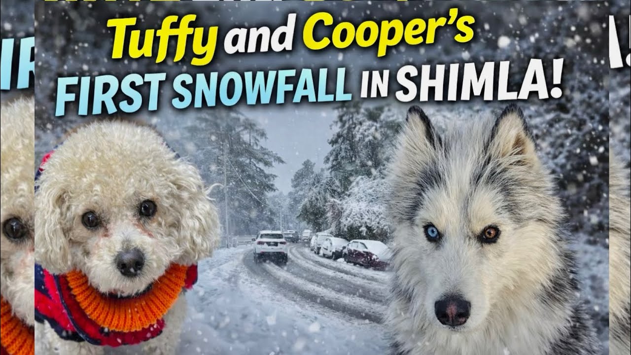 Cooper and Tuffy ka first Snowfall 🌨️ | Snowfall in Shimla | Dog boarding | Shimla 🏡