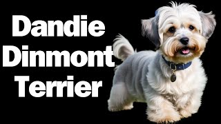 Dandie Dinmont Terrier  Top 10 Facts