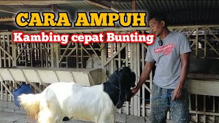INI DIA❗Cara Ampuh menangani kambing biar cepat bunting