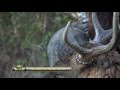 Skull Bound - One of the largest Maryland Sika Stags!