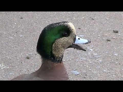 Video: Duck wigeon: descrierea păsării, caracteristici, fotografie