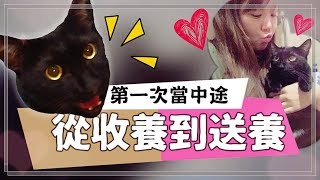 【Annie】First time to be animal halfway shelter. A little lost black cat(=´ᴥ`) New daddy Nine Chen