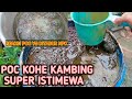 MEMBUAT PUPUK ORGANIK DARI KOHE KAMBING SUPER ISTIMEWA PETANI  HARUS TAU