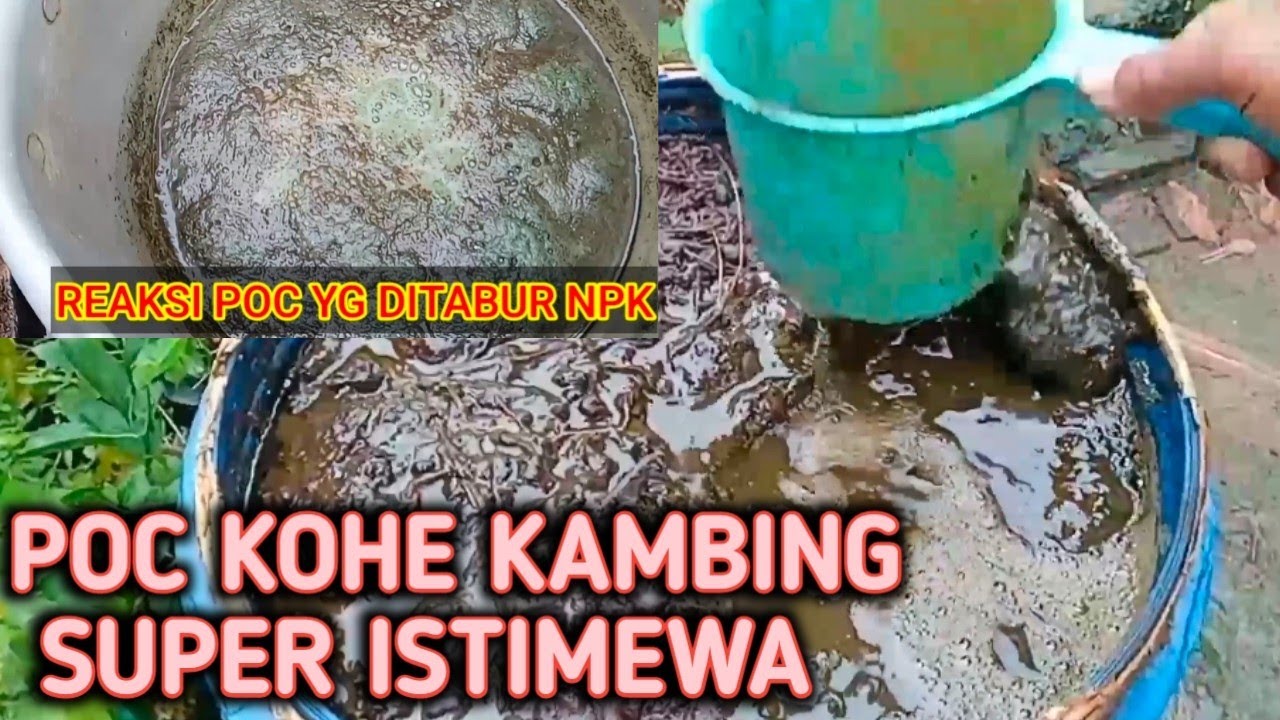 MEMBUAT PUPUK ORGANIK DARI KOHE KAMBING SUPER ISTIMEWA PETANI  HARUS TAU