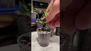 Propagation Problem....or Solution?!