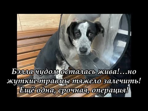Бэлла чудом осталась жива!… но жуткие травмы тяжело залечить! Еще одна, срочная, операция!