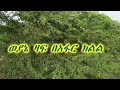 ወያኔ ዛፍ በአፋር ክልል Prosopis Juliflora In Afar Region Eniytube ወያኔ ዛፍ በአፋር ክልል Prosopis Juliflora In Afar Region Eniytube