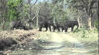wildlife, rajaji national park