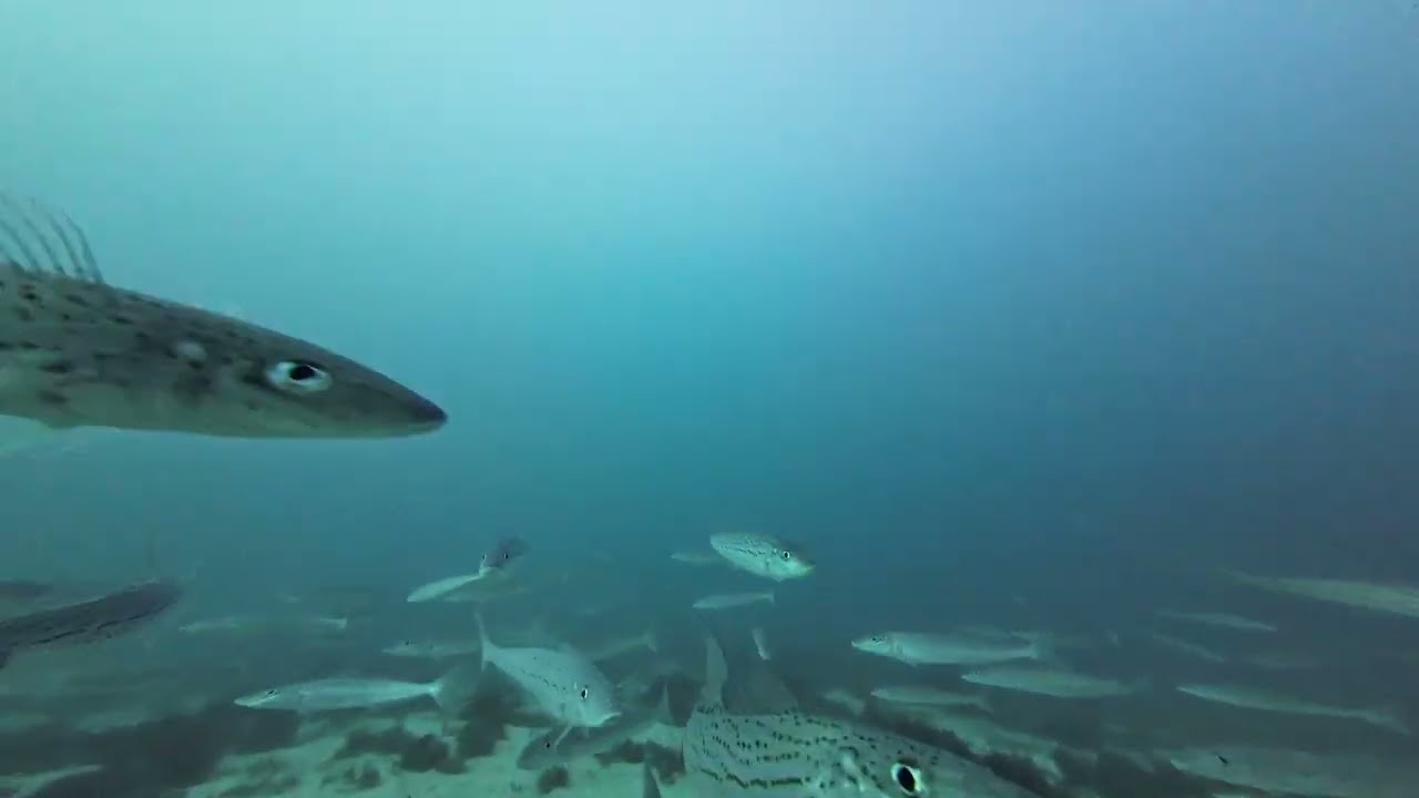 Port Hughes Fishing Boat