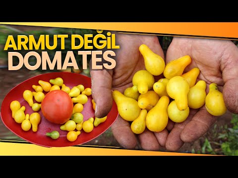Video: Sarı Armut Domatesleri Hakkında: Büyüyen Sarı Armut Domates Bitkileri Hakkında Bilgi Edinin