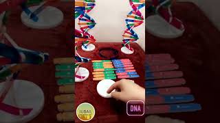 نموذج الحمض النووي DNA
