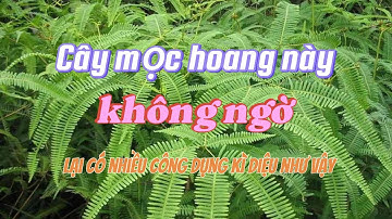 Cây mọc hoang dại đầy này không ngờ lại có nhiều công dụng như vậy
