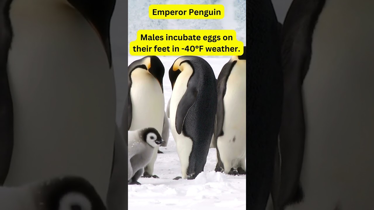 Daily Animal Tidbits:  Emperor Penguins