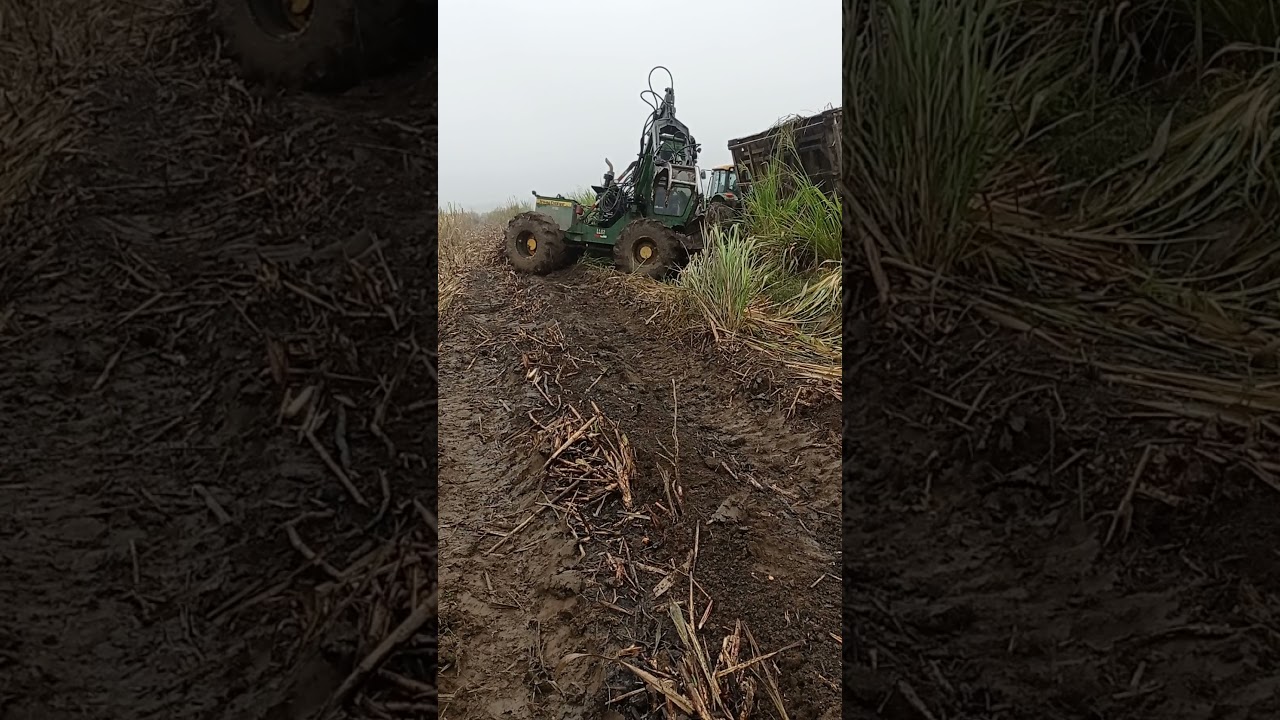 Ingenios San Carlos y La Troncal suspenden zafra por intensas lluvias en Ecuador featuring Ingenio San Carlos