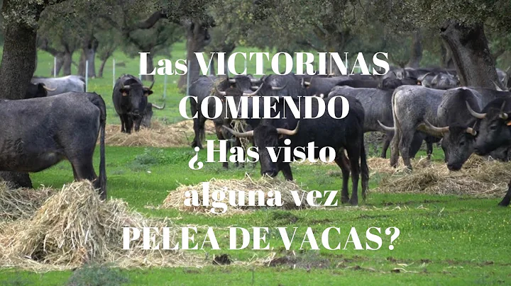 Victorino Montes Photo 6